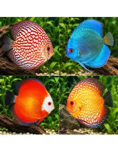 Discus Mix (Symphysodon aequifasciatus) 11-12cm