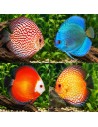 Symphysodon Aequifasciatus Mix 11-12cm