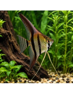 Scalaire Dantum (Pterophyllum scalare "Dantum")