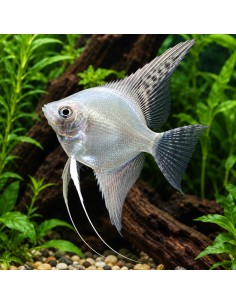 Scalaire Platinum White (Pterophyllum scalare) 4-5cm