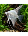 Pterophyllum Scalare Platinum White 4-5cm