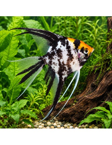 Pterophyllum Scalare Koi Tricolor 3-4cm