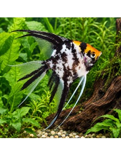 Scalaire Koi Tricolor (Pterophyllum scalare) 4-5cm