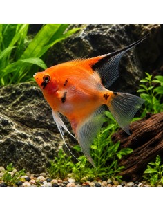 Scalaire Red Devil (Pterophyllum scalare "Red Devil") 4-5cm