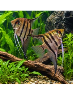 Scalaire Zebra (Pterophyllum scalare) 3-4cm