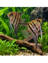 Pterophyllum Scalare Zebra 3-4cm