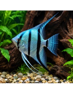 Scalaire Neon Blue (Pterophyllum scalare) 4-5cm