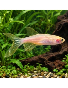 Brachydanio rerio "gold voilé"