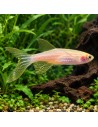 Brachydanio rerio "gold voilé"