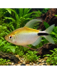 Brycinus longipinnis (Brycinus longipinnis) 4-5cm
