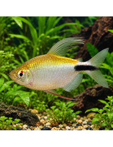 Brycinus longipinnis 4-5cm