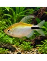 Brycinus longipinnis 4-5cm