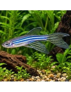 Danio rerio Longfin (Brachydanio rerio) 2,5-3cm