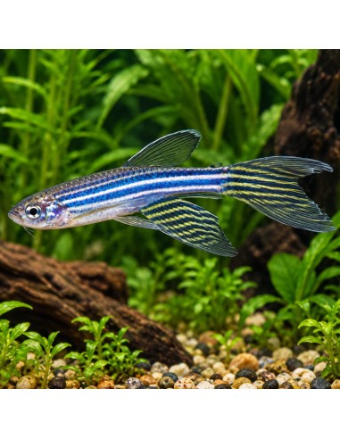 Brachydanio Rerio Longfin 2,5-3 Cm