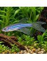 Brachydanio Rerio Longfin 2,5-3 Cm