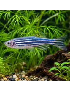 Brachydanio Rerio 2,5-3cm