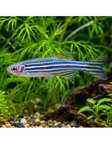 Brachydanio Rerio 2,5-3cm