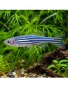 Brachydanio Rerio 2,5-3cm