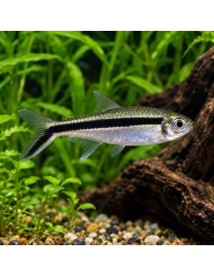 Thayeria Boehlkei2,5-3cm