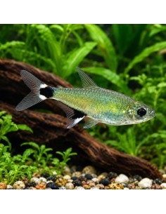 Tétra paraguayensis (Aphyocharax paraguayensis) 2-2,5cm