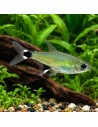 Aphyocharax Paraguayensis 2-2,5cm