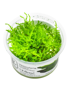 Vesicularia montagnei 'Christmas' In Vitro Cup - Aquabota.com