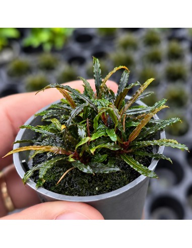 Bucephalandra Theia 7,00 €