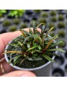 Bucephalandra Theia 7,00 €
