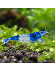 Neocaridina Heteropoda Blue Rili 1-1,5cm