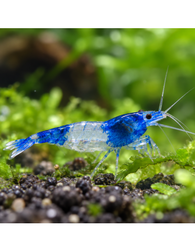 Neocaridina Heteropoda Blue Rili 1-1,5cm