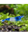 Neocaridina Heteropoda Blue Rili 1-1,5cm