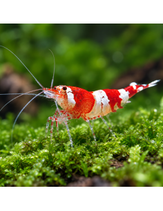 Caridina Sp.Cristal Red 1,2-1,5cm