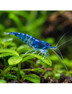 Neocaridina Heteropoda Blue Dream 1-1,5cm