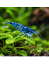 Neocaridina Heteropoda Blue Dream 1-1,5cm