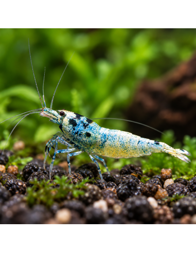 Caridina cf. cantonensis "Blue bolt"