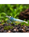 Caridina cf. cantonensis "Blue bolt"