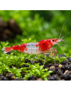 Neocaridina Heteropoda Red  Rili 1-1,5cm