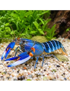 Cherax alciae ("Blue Kong") 6-8 cm