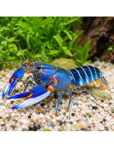 Cherax alciae ("Blue Kong") 6-8cm