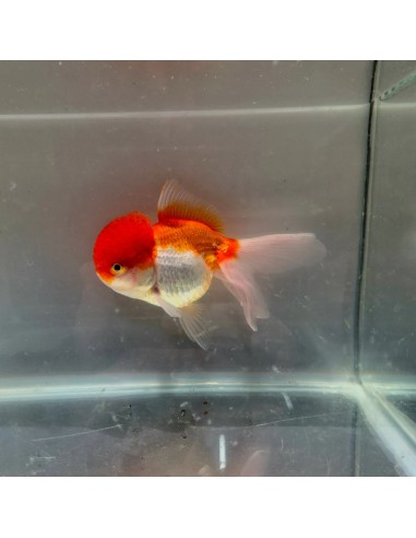 Voile de Chine Premium 10-12