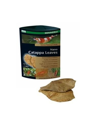 Nano Badamier (CATAPPA Leaves) 12 St. Dennerle Dennerle - 1