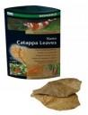 Nano Badamier (CATAPPA Leaves) 12p Dennerle Dennerle - 1