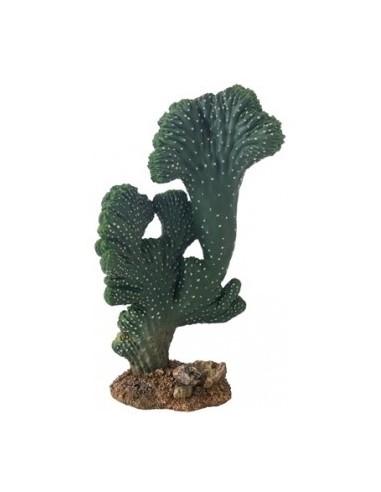 Cactus Victoria (2) 22cm Hobby HOBBY - 1