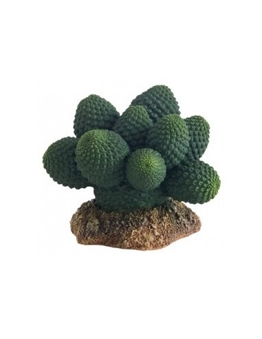 Cactus Atacamma 7cm Hobby HOBBY - 1
