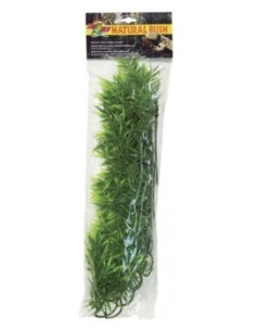 Plante Madagascar Bambo L - Zoomed ZOOMED - 1