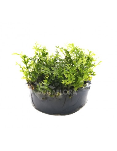 Bolbitis heteroclita 'Difformis - In Vitro Cup  - 1