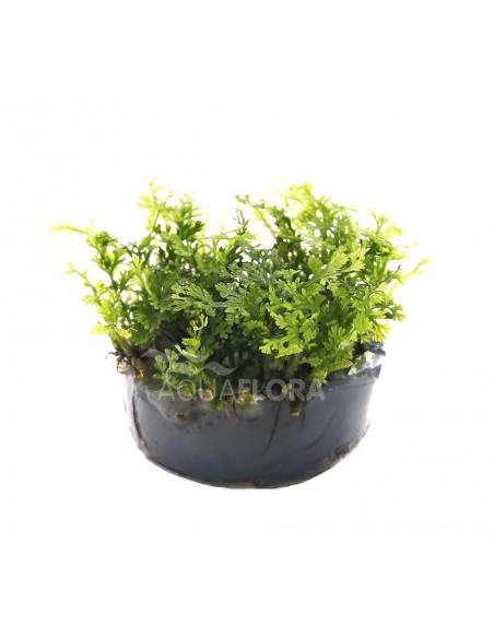 Bolbitis heteroclita 'Difformis - In Vitro Cup  - 1
