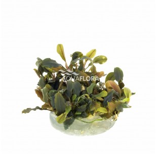 Bucephalandra 'Deep Purple' - In Vitro Cup  - 1