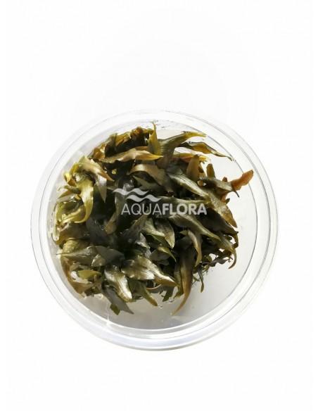 Cryptocoryne 'Rubella' - In Vitro Cup  - 1