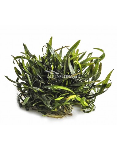 Cryptocoryne x willisii - In Vitro Cup  - 1